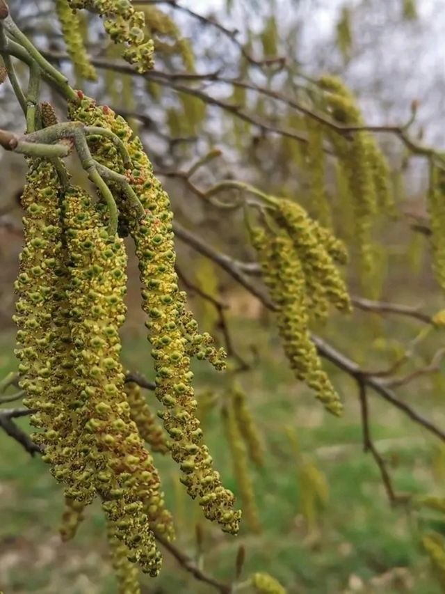 Whispers of Spring at Allesley Park 🌼
