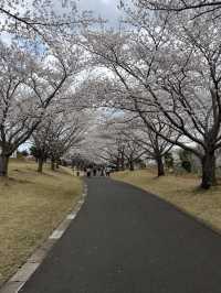 🌸【佛光與櫻影的交會】牛久大佛春日巡禮—一場身心靈共鳴的靜心旅行