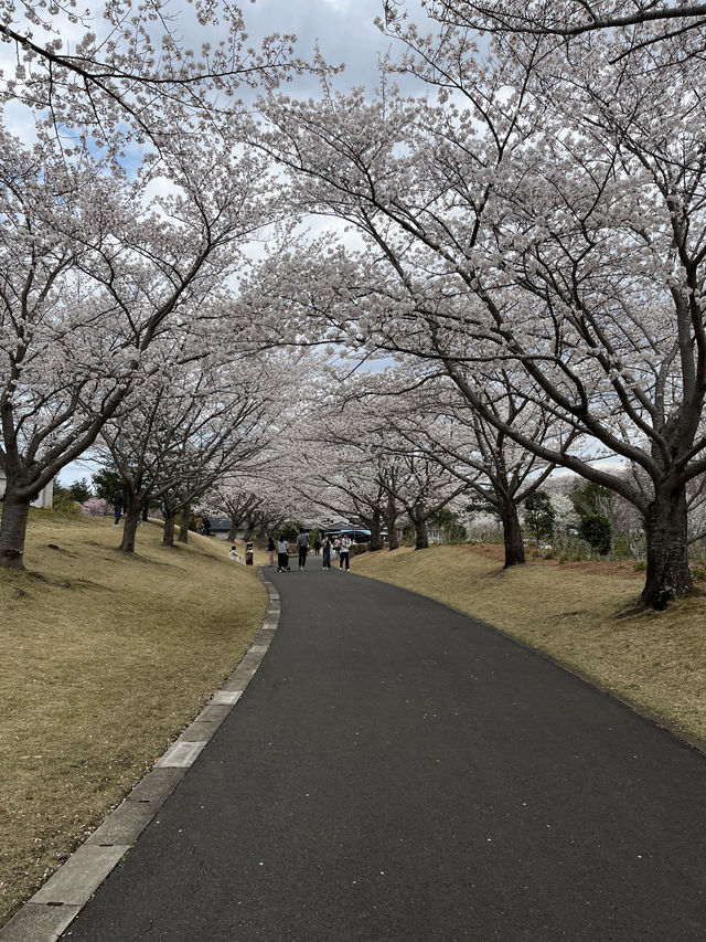 🌸【佛光與櫻影的交會】牛久大佛春日巡禮—一場身心靈共鳴的靜心旅行