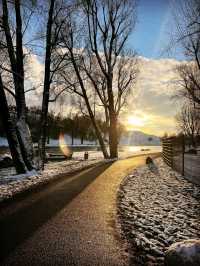 Cherry Blossoms in Olympiapark – Munich’s Springtime Magic