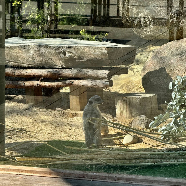 Werribee Zoo | An African Safari Experience in Melbourne! 🦒🛻🌍 