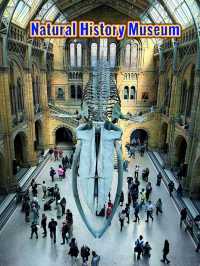 Discover Nature’s Wonders, Dinosaurs & more for Free! A Day at London’s Natural History Museum. 