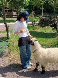 제주에서 알파카를 이렇게 가까이서? 🐑 도치돌 알파카 목장 가봤어?