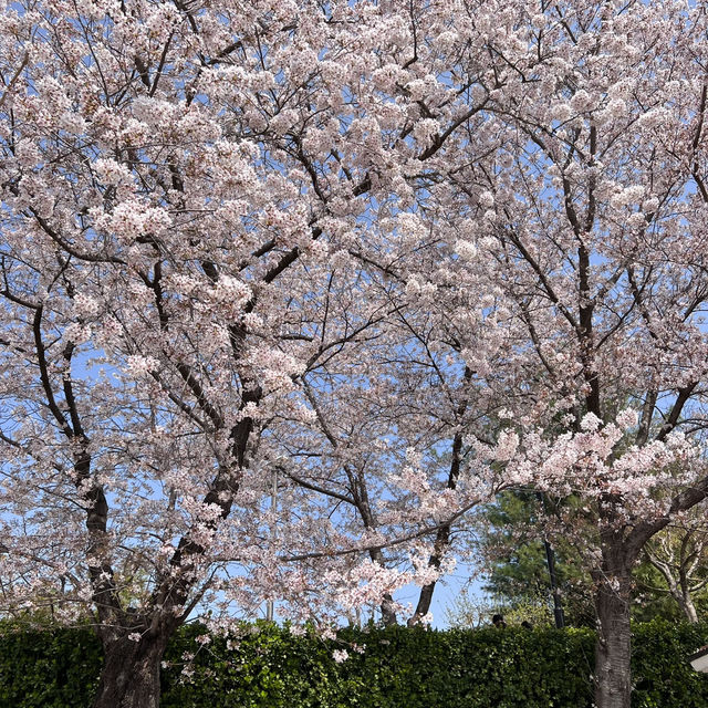 경주 벚꽃, 유채꽃 데이트 🌸💛 