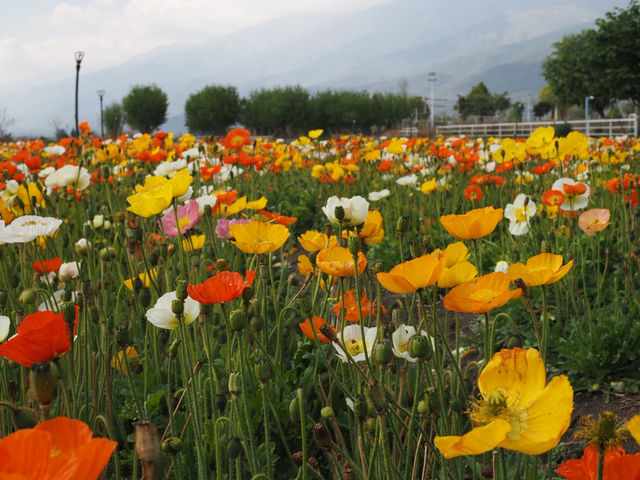 🌼 Huayu Ranch (花语牧场), Dali – A Flower Wonderland 