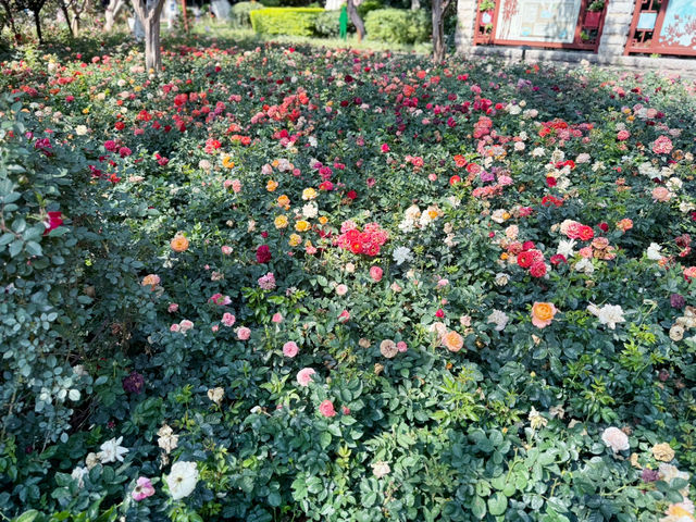 【中国・昆明 翠湖公園】緑と水に癒される昆明の「翠湖公園」