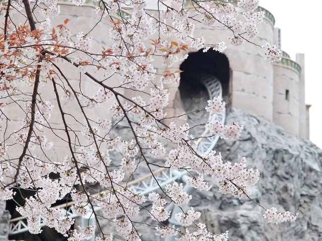 ชมซากุระที่ ทะเลสาบซอกชน (Seokchon Lake)
