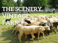 The Scenery Vintage Farm อ.สวนผึ้ง จ.ราชบุรี
