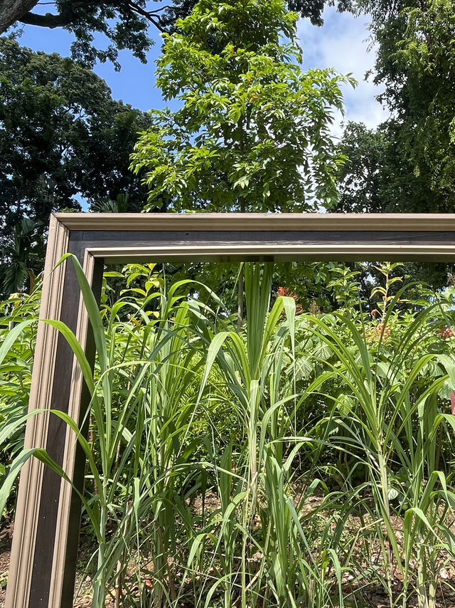 🌿新加坡超夢幻樹洞📸｜福康寧「綠野仙蹤」+ 周邊公園路線全攻略！