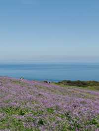 【あわじ花さじき】空と海と花の絶景コラボ！淡路島で癒しの花畑さんぽ🌸🌊