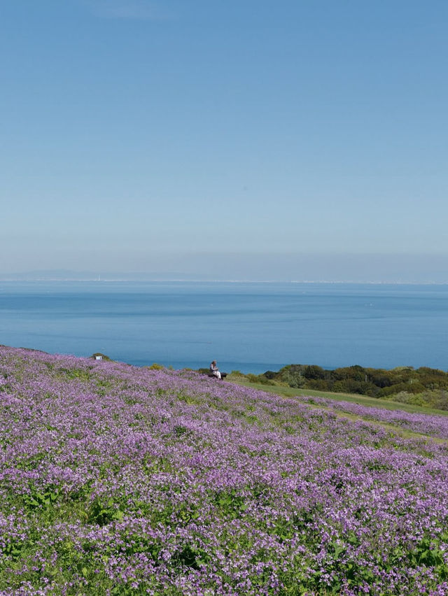 【あわじ花さじき】空と海と花の絶景コラボ！淡路島で癒しの花畑さんぽ🌸🌊