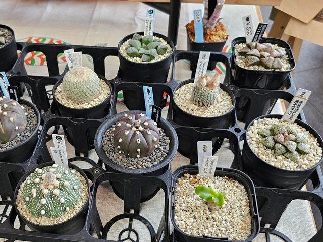 富山人的週末日常就在〔總曲輪〕親子散步市集好去處