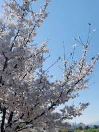 韓國 大邱 櫻花