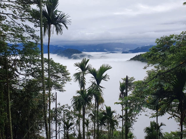 雲嘉連峰縱走巡禮～看茶園賞雲海及鐵道