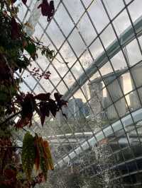 Misty Jungle in a Glass Dome