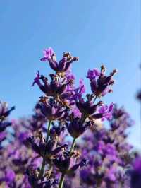 Soul of Purple, Essence of Scent