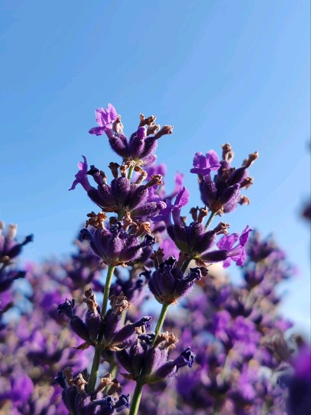 Soul of Purple, Essence of Scent