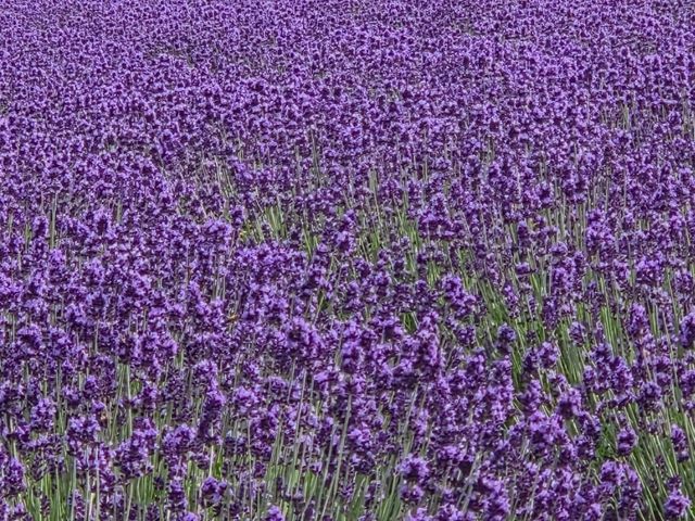 7월 여름 홋카이도 여행, '팜 토미타' 라벤더🪻💜