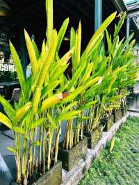 Cloud Nine Vibes: Ubud’s Hidden Hilltop Pub Delight