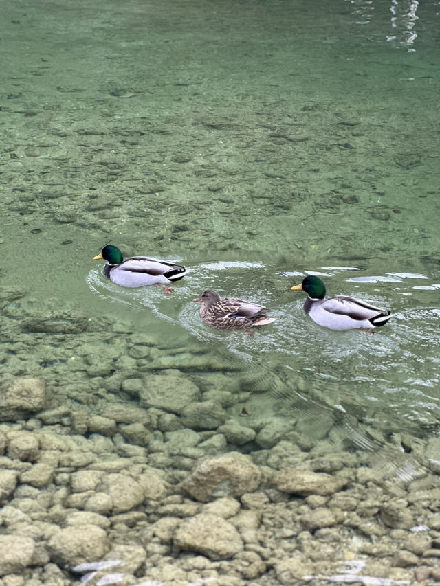 Königssee: Where Silence Echoes Louder