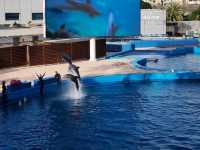 Dive Into the Coolest Underwater World