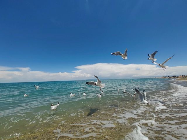 Whispers from the Plateau: Qinghai Lake’s Timeless Beauty
