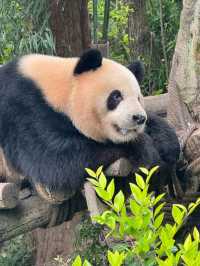 PANDA VALLEY · CHENGDU’S WILDER, WISPIER PANDASANCTUARY