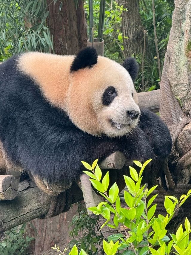 PANDA VALLEY · CHENGDU’S WILDER, WISPIER PANDASANCTUARY