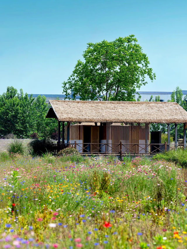 A Hidden Flower Field Gem in Hangzhou You’ve (Probably) Never Heard Of!‼️