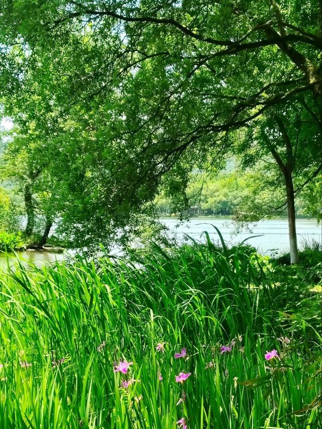 Maojiabu: Hangzhou’s Hidden Lakeside Sanctuary