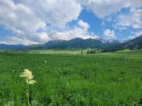 Green grasslands at Nalati Grassland