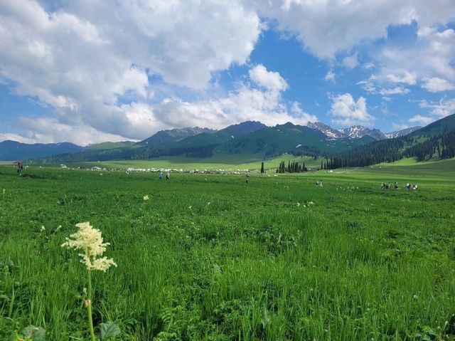 Green grasslands at Nalati Grassland