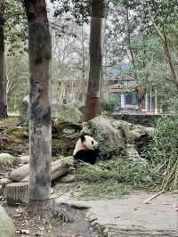 “Panda Paradise: Chengdu’s Living Conservation Garden”