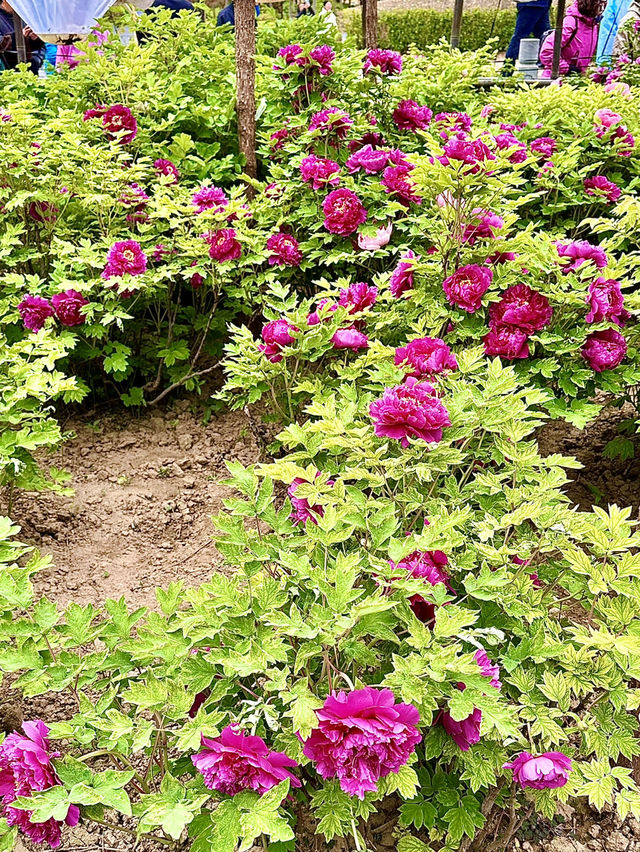 Where History Blooms – A Stroll Through Luoyang Wangcheng Park