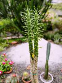 Secret Garden at 1 Utama: A Hidden Floral Paradise