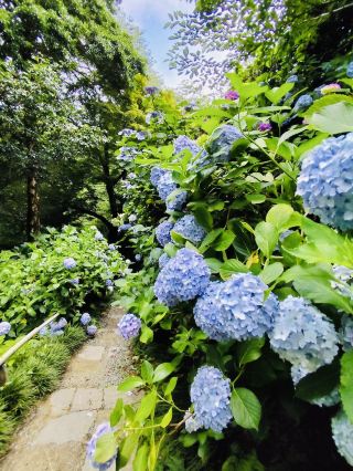 The Hydrangea Garden at Yata-dera