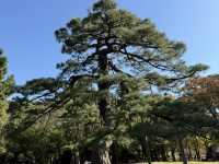 捕捉城市中的秋日金黃:代代木公園的銀杏與阿夫利拉麵饗宴