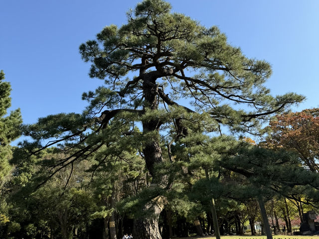 捕捉城市中的秋日金黃:代代木公園的銀杏與阿夫利拉麵饗宴  捕捉城市中的秋日金黃:代代木公園的銀杏與阿夫利拉麵饗宴