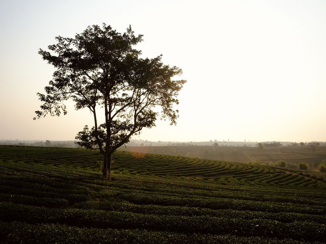 ไร่ชาฉุยฟง** คือสวรรค์ของคนรักธรรมชาติและชาเขียว 