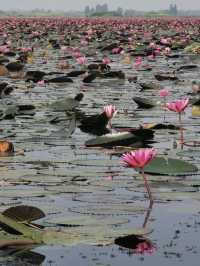🪷Red Lotus Sea, Udonthani 🇹🇭