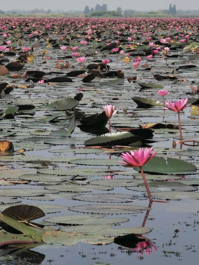 🪷Red Lotus Sea, Udonthani 🇹🇭 🪷Red Lotus Sea, Udonthani 🇹🇭