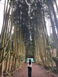 ✨자연을 즐길 수 있는 힐링 공간, 비밀의숲 제주 🌳🌿
