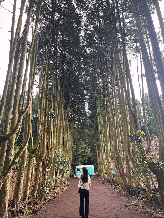 ✨자연을 즐길 수 있는 힐링 공간, 비밀의숲 제주 🌳🌿
