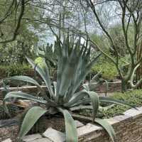 Desert Botanical Garden (AZ)