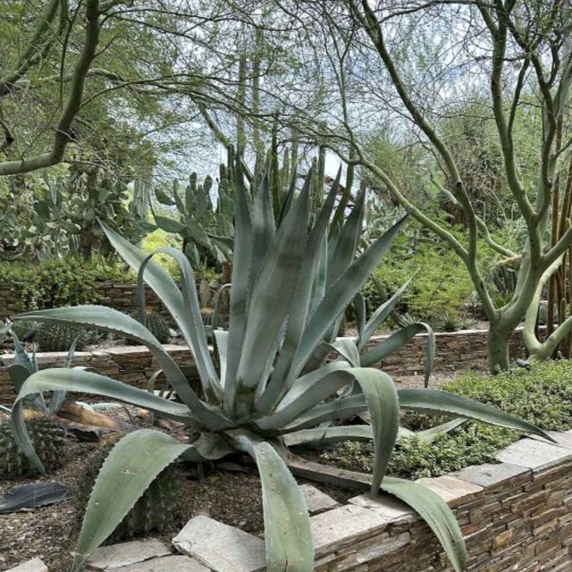 Desert Botanical Garden (AZ)