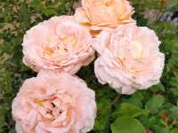 薔薇と紫陽花の季節に横浜女子旅