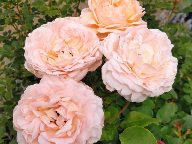 薔薇と紫陽花の季節に横浜女子旅