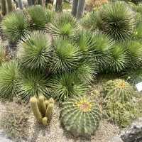 🇫🇷法國埃茲-Jardin Exotique d’Eze 🌵