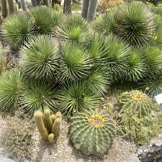 🇫🇷法國埃茲-Jardin Exotique d’Eze 🌵