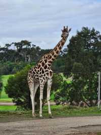Werribee Open Range Zoo: Melbourne’s Mind-Blowing Safari Adventure 🦒🚍